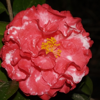 Camellia japonica 'Mary Edna Curlee Variegated' 