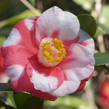 Camellia japonica 'Mercury Variegated' 