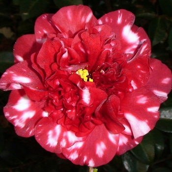 Camellia japonica 'Midnight Magic Variegated' 