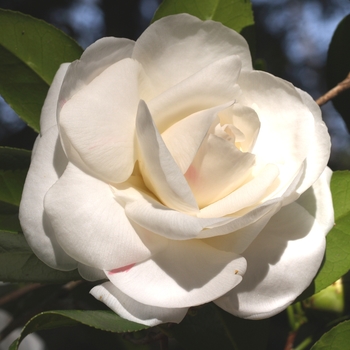 Camellia japonica 'Miss Lyla' 