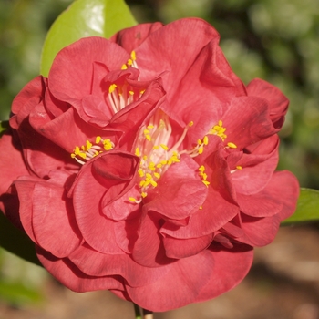Camellia japonica 'Mrs. Charles Cobb' 