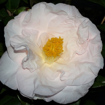 Camellia japonica 'Moonlight Bay' 