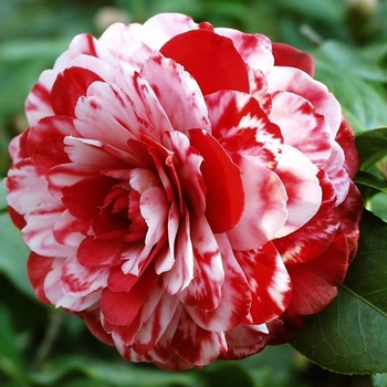 Camellia japonica 'Tudor Baby Variegated' 