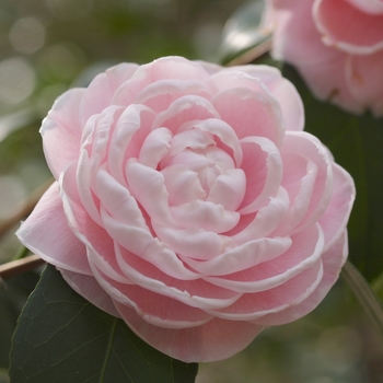 Camellia japonica 'Otome' 