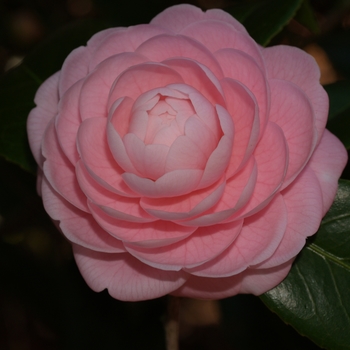 Camellia japonica 'Otome' 