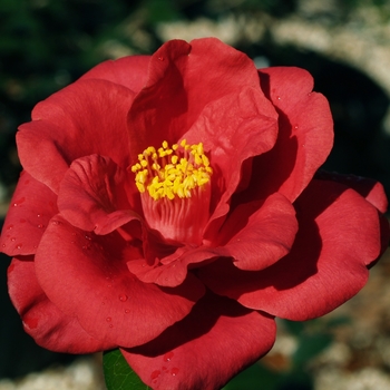 Camellia japonica 'Royal Velvet' 