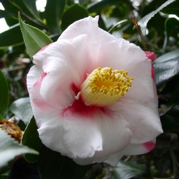 Camellia japonica 'Nagasaki' 