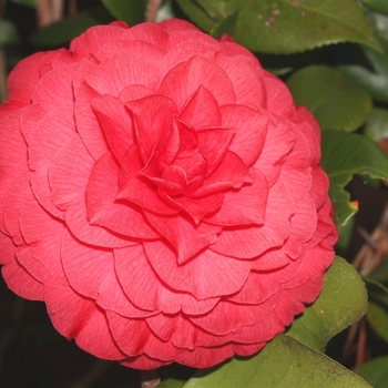 Camellia japonica 'Nuccio's Bella Rosa' 