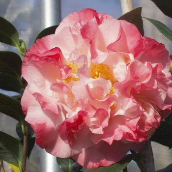 Camellia japonica 'Nuccio's Jewel' 