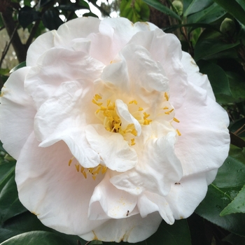 Camellia japonica 'One Alone' 