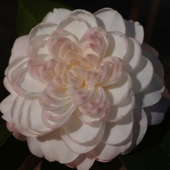 Camellia japonica 'Queen Diana' 