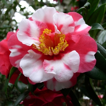 Camellia japonica 'Reg Ragland Supreme' 