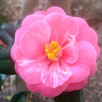 Camellia japonica 'Reverend John Bennett' 