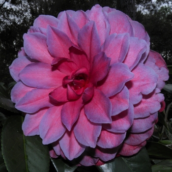 Camellia japonica 'Roberta Hardison' 