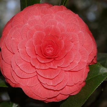 Camellia japonica 'Rosea Plena' 