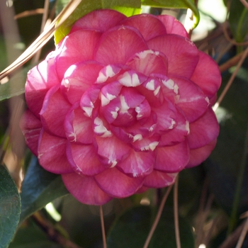 Camellia japonica 'Ruby Matthews' 