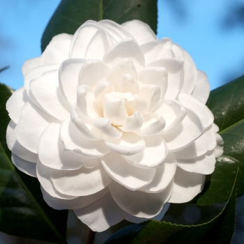Camellia japonica 'Seafoam' 