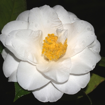 Camellia japonica 'Silver Triumph' 