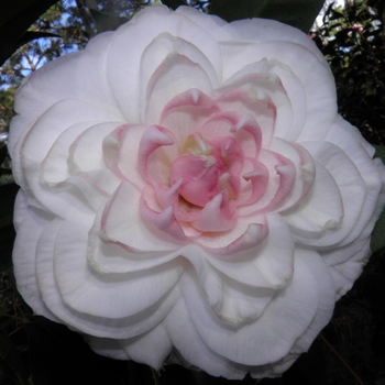 Camellia japonica 'Springhead Gem' 