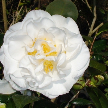 Camellia japonica 'Swan Lake™' 