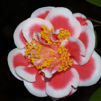 Camellia japonica 'Tama Beauty' 