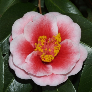 Camellia japonica 'Tama Vino' 
