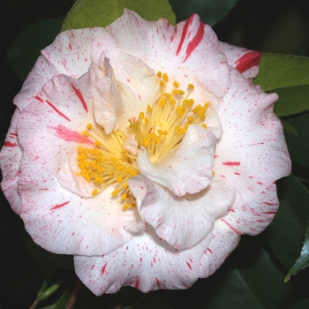 Camellia japonica 'Tick Tock Speckled' 