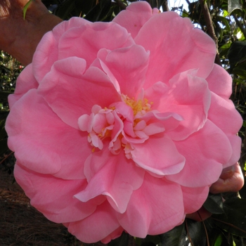 Camellia japonica 'Tiffany' 