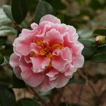 Camellia japonica 'Tomorrow's Dream' 