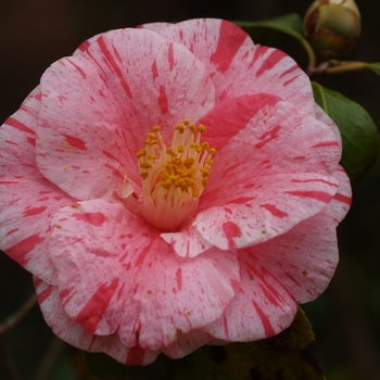 Camellia japonica 'Tricolor Siebold' 
