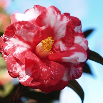 Camellia japonica 'Tricolor Superba' 