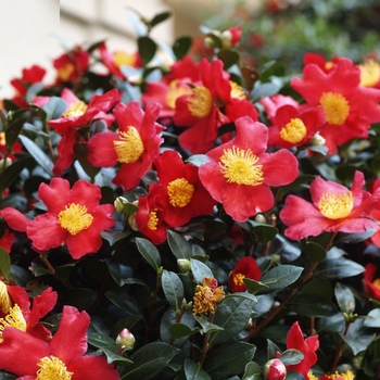 Camellia sasanqua 'Yuletide Candle' 