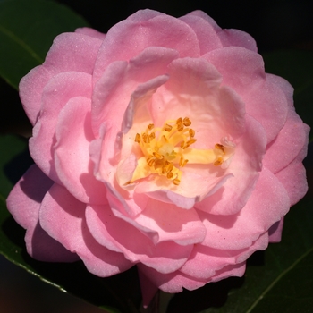 Camellia 'Ashton's Ballet'