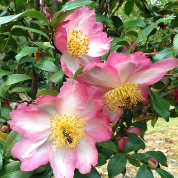 Camellia sasanqua 'Autumn Sunrise' 