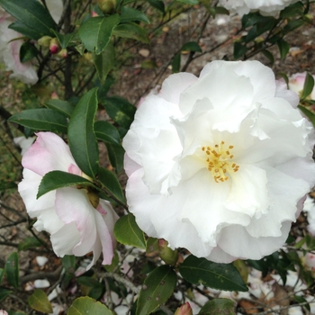 Camellia sasanqua 'Cecelia' 