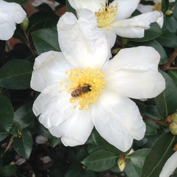 Camellia sasanqua 'Marina Mist' 