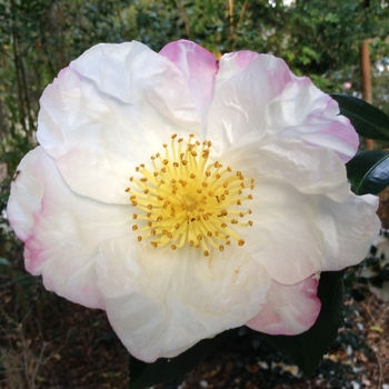 Camellia sasanqua 'Narumigata' 
