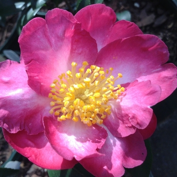 Camellia sasanqua 'Navajo' 