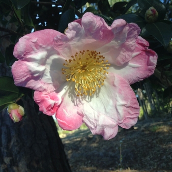 Camellia sasanqua 'Oninski' 