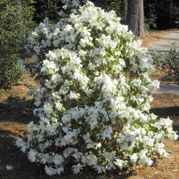 Camellia yuhsienensis