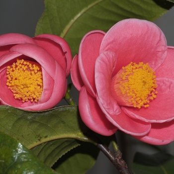 Camellia amplexicaulis