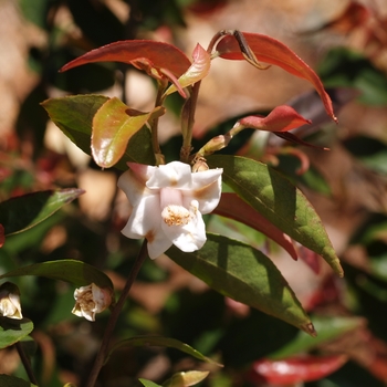 Camellia assimilis