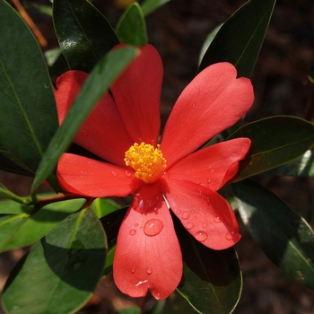 Camellia azalea