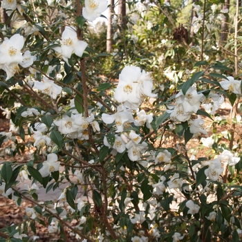 Camellia buxifolia