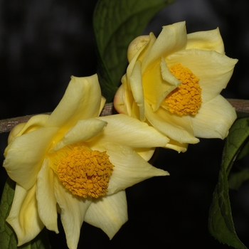 Camellia chrysanthoides