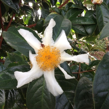 Camellia crapnelliana