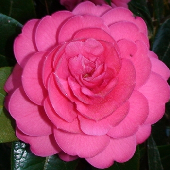 Camellia edithae 'Jinqu' 