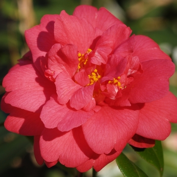 Camellia edithae 'Momudan' 