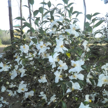 Camellia euryoides