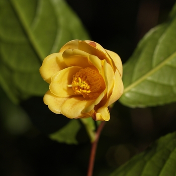 Camellia flava